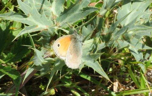 Réf. 286 414 : Coenonympha pamphilus
