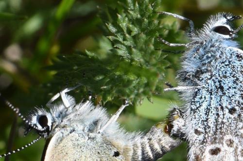 Réf. 286 969 : Plebejus argus