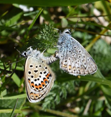 Réf. 286 753 : Plebejus argus