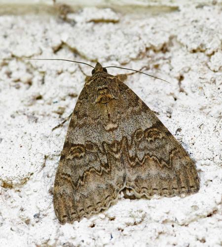 Réf. 286 770 : Catocala nupta