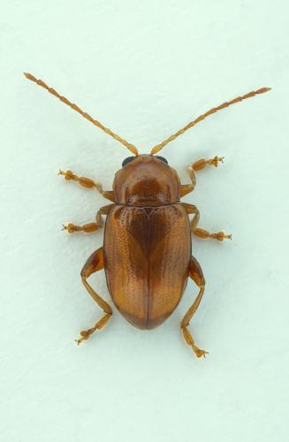 Réf. 286 231 : Neocrepidodera transversa