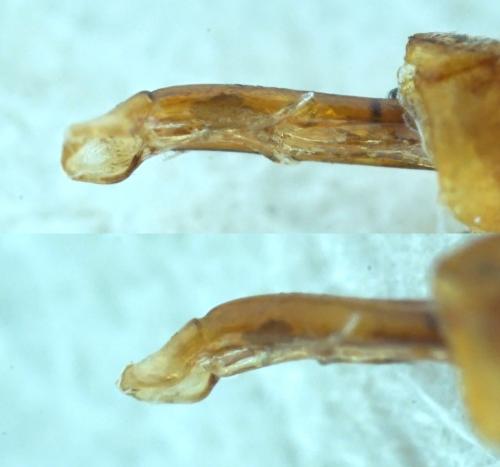 Neocrepidodera transversa