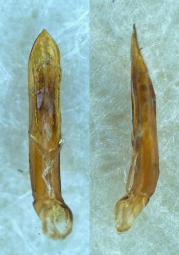 Réf. 286 274 : Neocrepidodera transversa