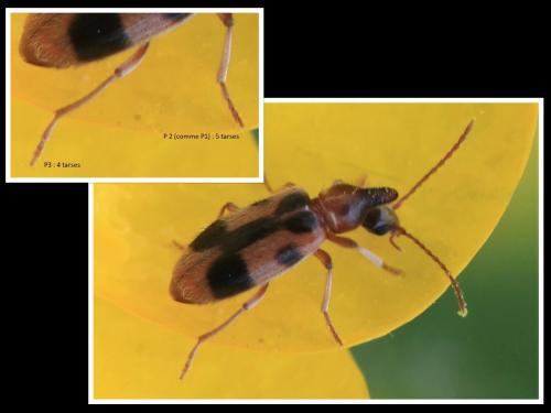Notoxus sp.