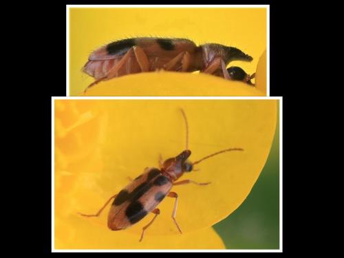 Notoxus sp.