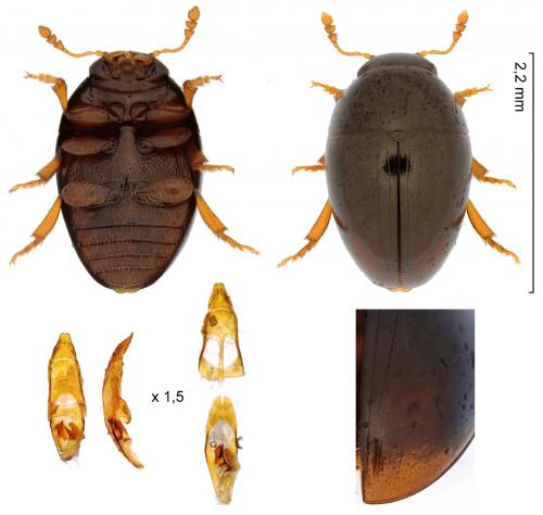 Réf. 286 030 : Olibrus bimaculatus