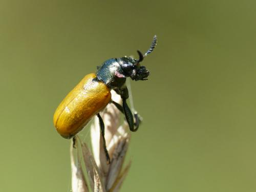 Réf. 286 407 : Labidostomis longimana