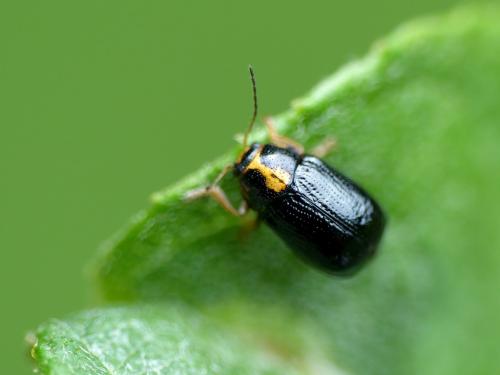 Réf. 286 913 : Cryptocephalus decemmaculatus