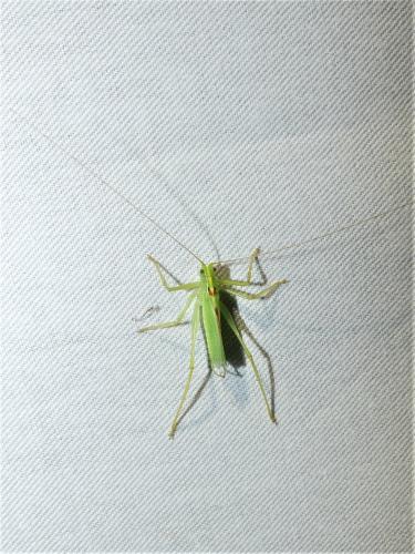 Réf. 286 625 : Meconema thalassinum