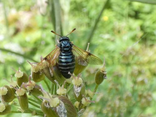 Abia fulgens