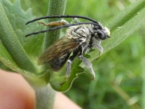 Réf. 286 696 : Eucera sp.