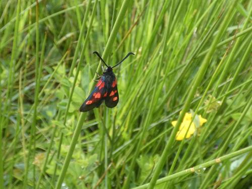 Zygaena trifolii