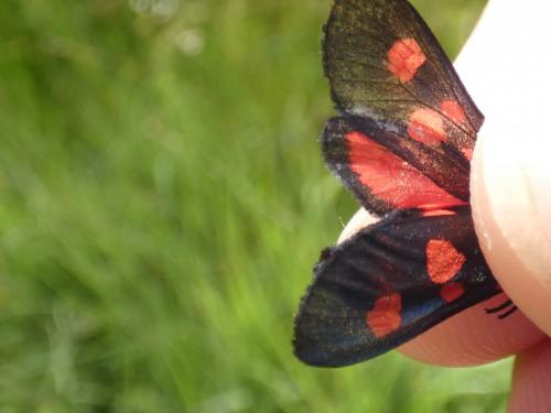 Zygaena trifolii