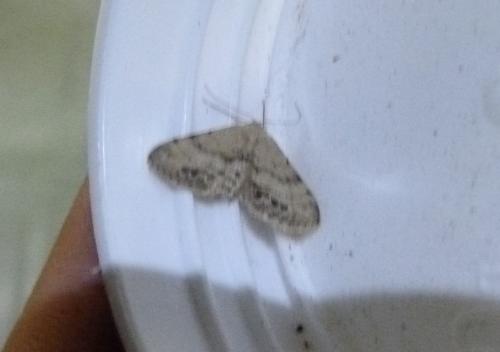 Réf. 286 057 : Idaea dimidiata