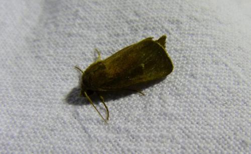 Réf. 286 235 : Lenisa geminipuncta