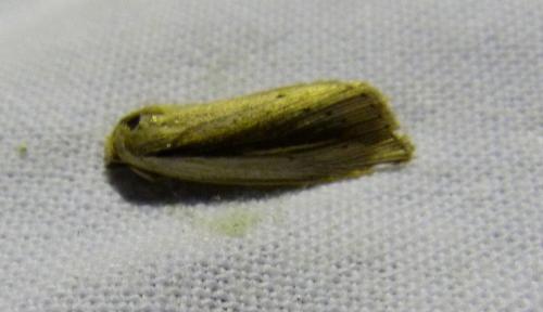 Senta flammea