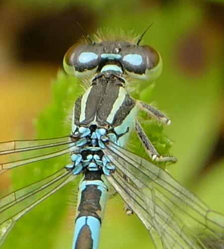 Coenagrion scitulum