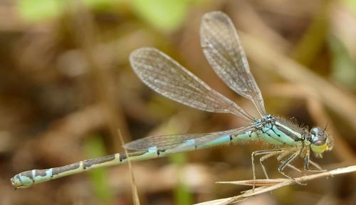 Coenagrion scitulum