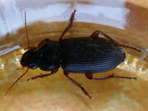 Pseudoophonus rufipes