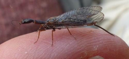 Atlantoraphidia maculicollis
