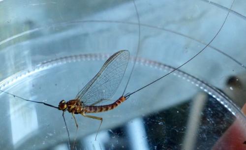 Réf. 286 449 : Ecdyonurus dispar