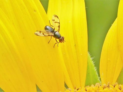 Herina nigrina