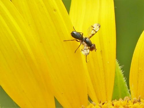 Herina nigrina