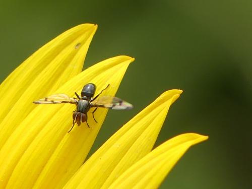 Herina nigrina