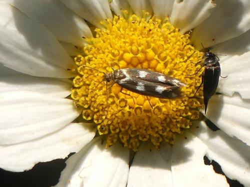 Réf. 286 198 : Scythris scopolella