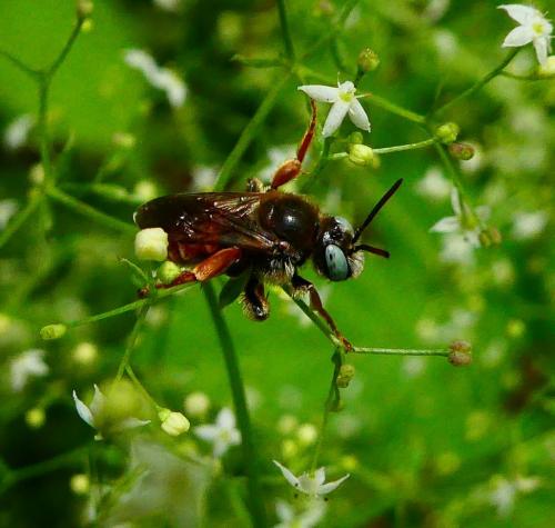 Epeoloides coecutiens
