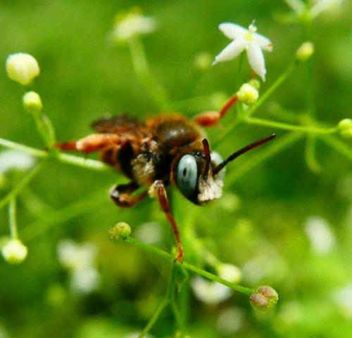 Réf. 286 051 : Epeoloides coecutiens