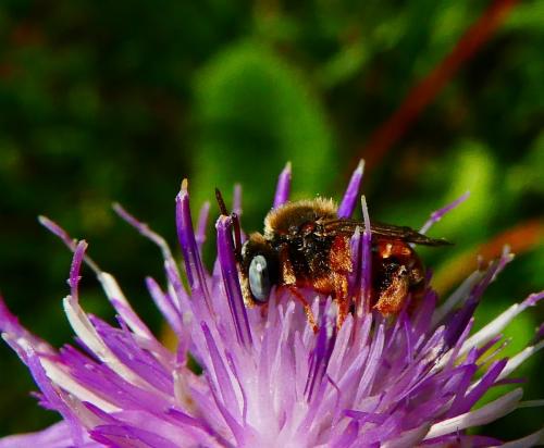 Epeoloides coecutiens