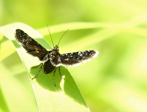 Heliothela wulfeniana