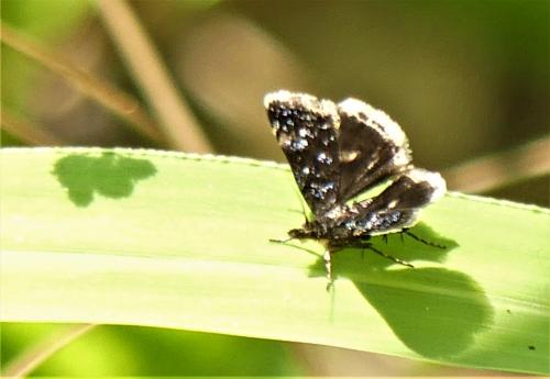 Réf. 286 941 : Heliothela wulfeniana