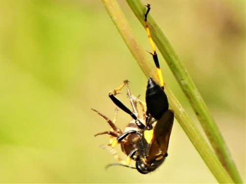 Réf. 286 942 : Sceliphron caementarium