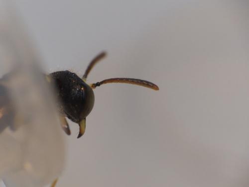 Cerceris sp.