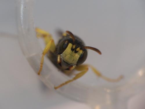 Cerceris sp.