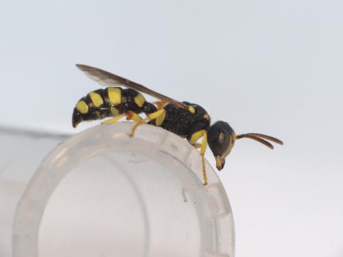 Cerceris sp.