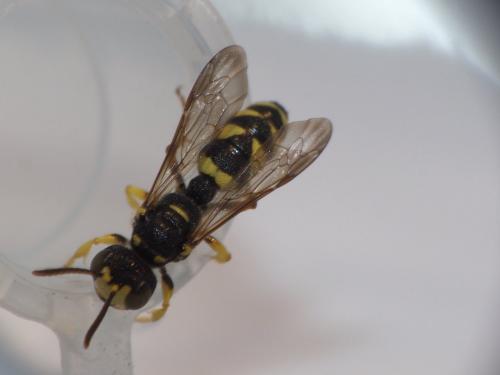 Réf. 286 382 : Cerceris sp.