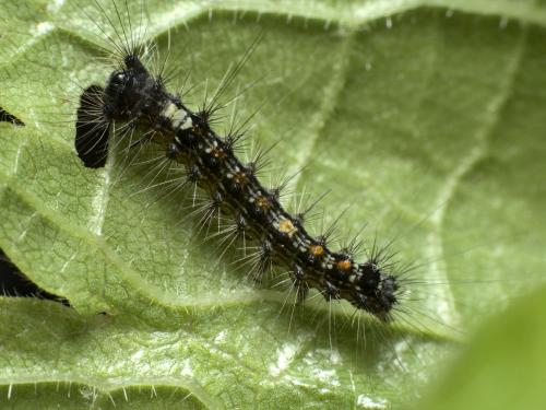 Réf. 286 329 : Lymantria dispar