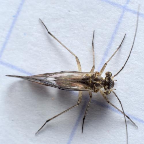 Mesopsocus sp.