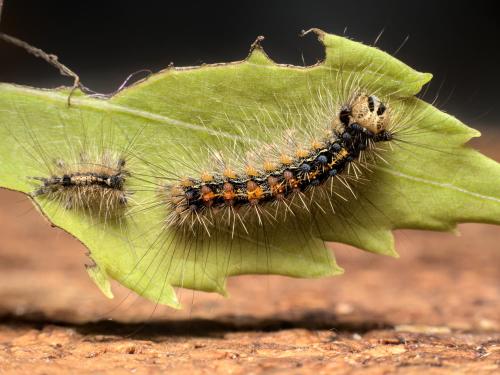 Réf. 286 330 : Lymantria dispar
