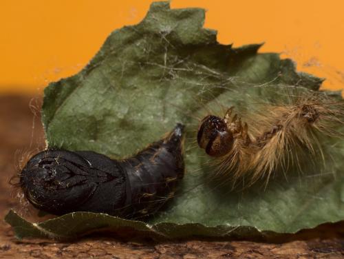 Lymantria dispar