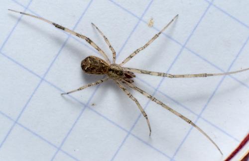 Réf. 286 137 : Episinus maculipes