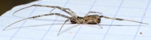Réf. 286 138 : Episinus maculipes