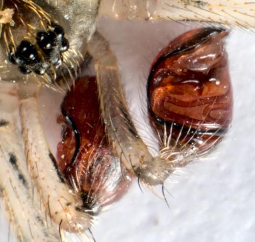 Réf. 286 139 : Episinus maculipes