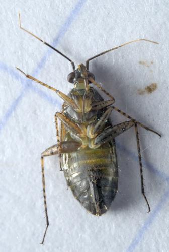 Plagiognathus arbustorum