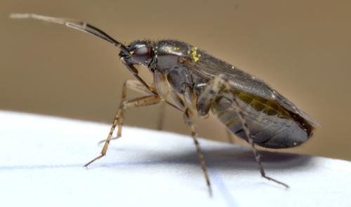 Plagiognathus arbustorum