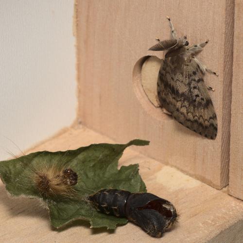 Lymantria dispar