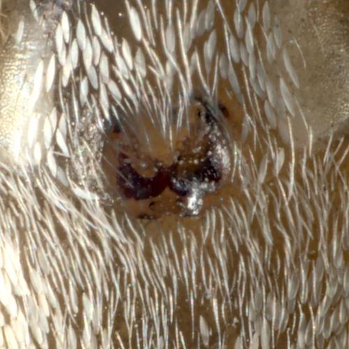 Salticus mutabilis